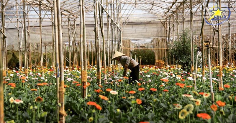 Vườn hoa Vạn Thành nơi hàng trăm loài hoa khoe sắc dưới ánh nắng của cao nguyên