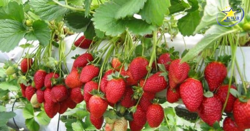 Vườn dâu tây Đà Lạt điểm đến cho ai yêu thích thiên nhiên và trái cây tươi ngon