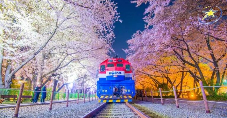 Lễ hội hoa anh đào Jinhae